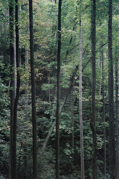 Swift Camp Creek